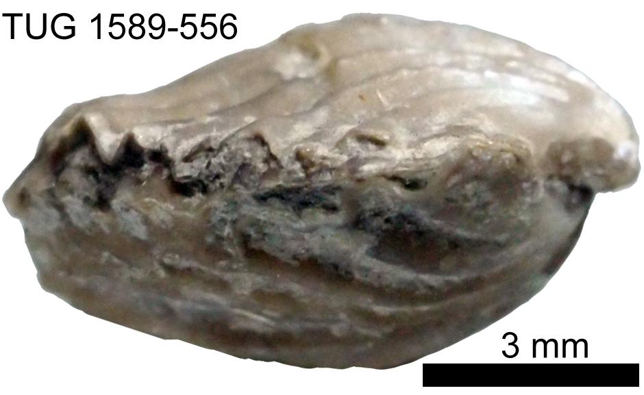 Eospirigerina sulevi