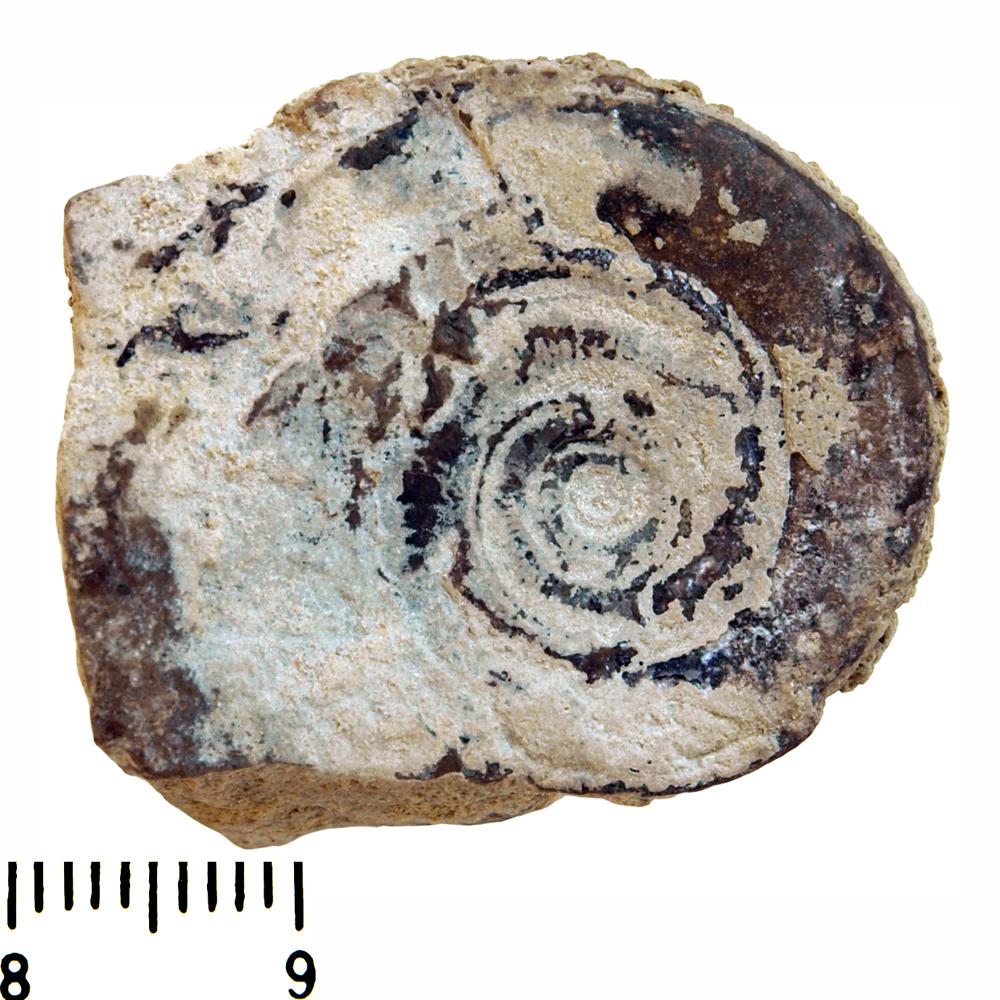 Euomphalus radiatus