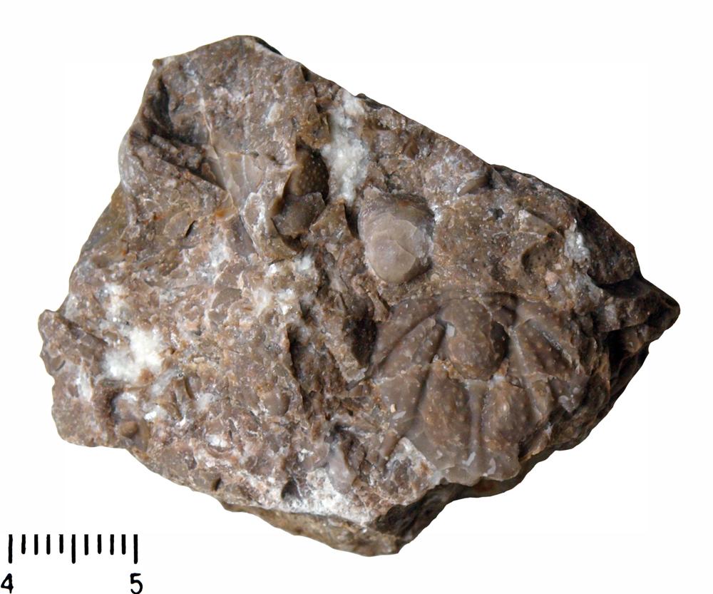 Acanthopyge (Acanthopyge) haueri