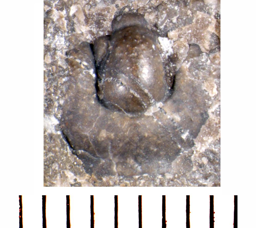 Cyphoproetus depressa