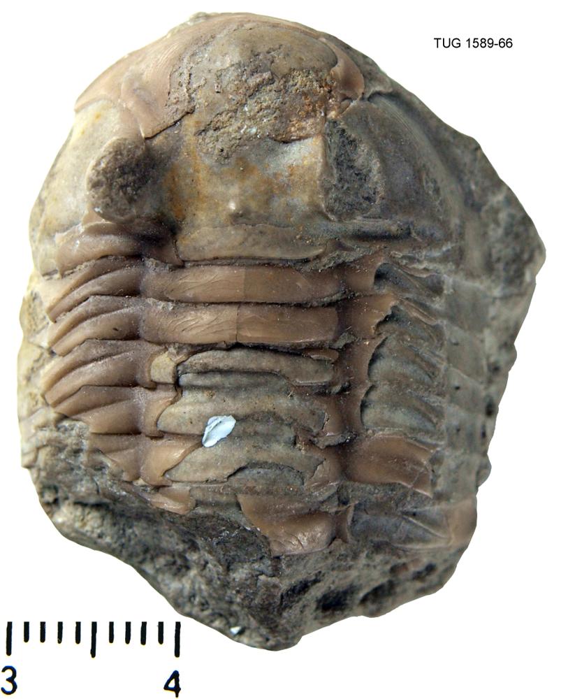 Asaphus (Neoasaphus) ornatus