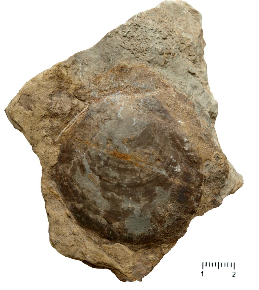 Pecten discites (Schlotheim, 1820), a relative of Entolium discites — not Entolium discites itself