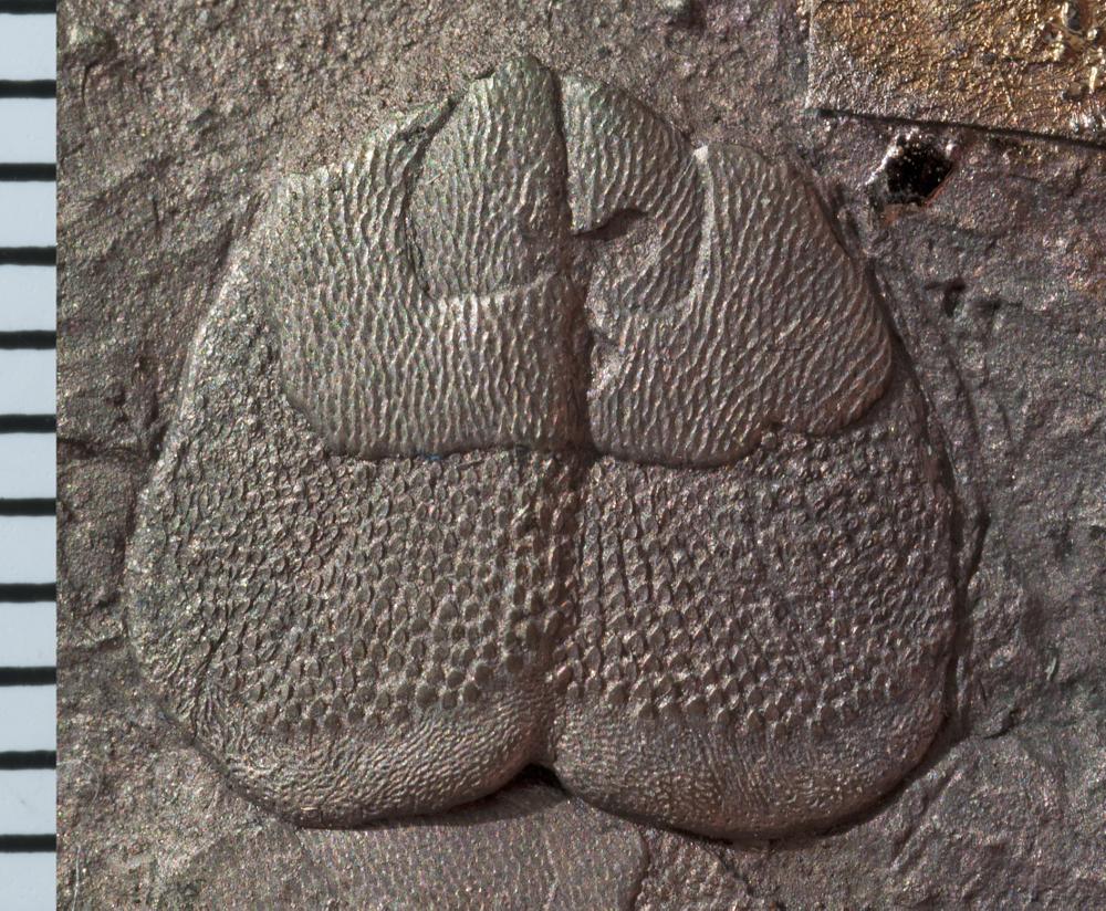 Tarachomylax oepiki