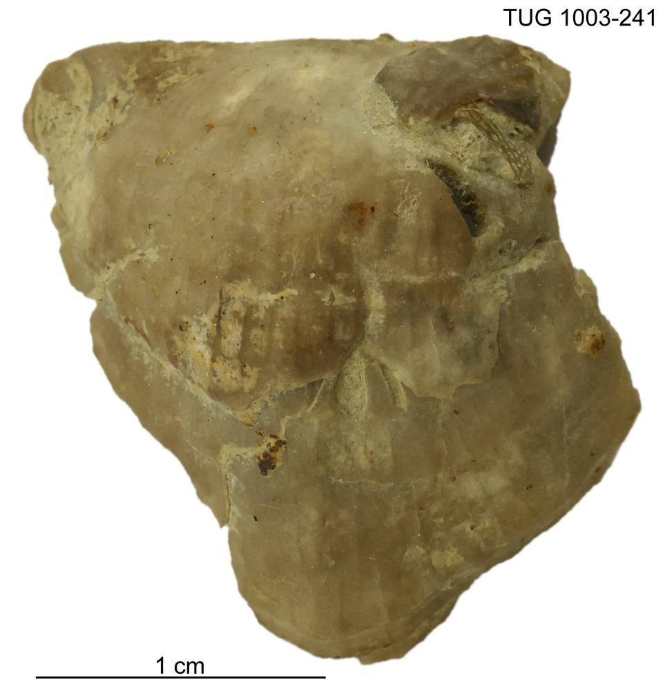 Crassoseptaria virve (Roomusoks, 1985), a relative of Crassoseptaria virve — not Crassoseptaria virve itself