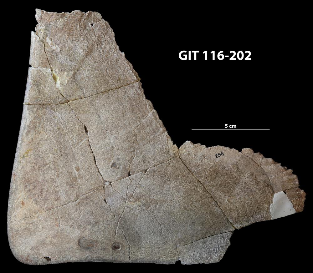 Placosteus alatus