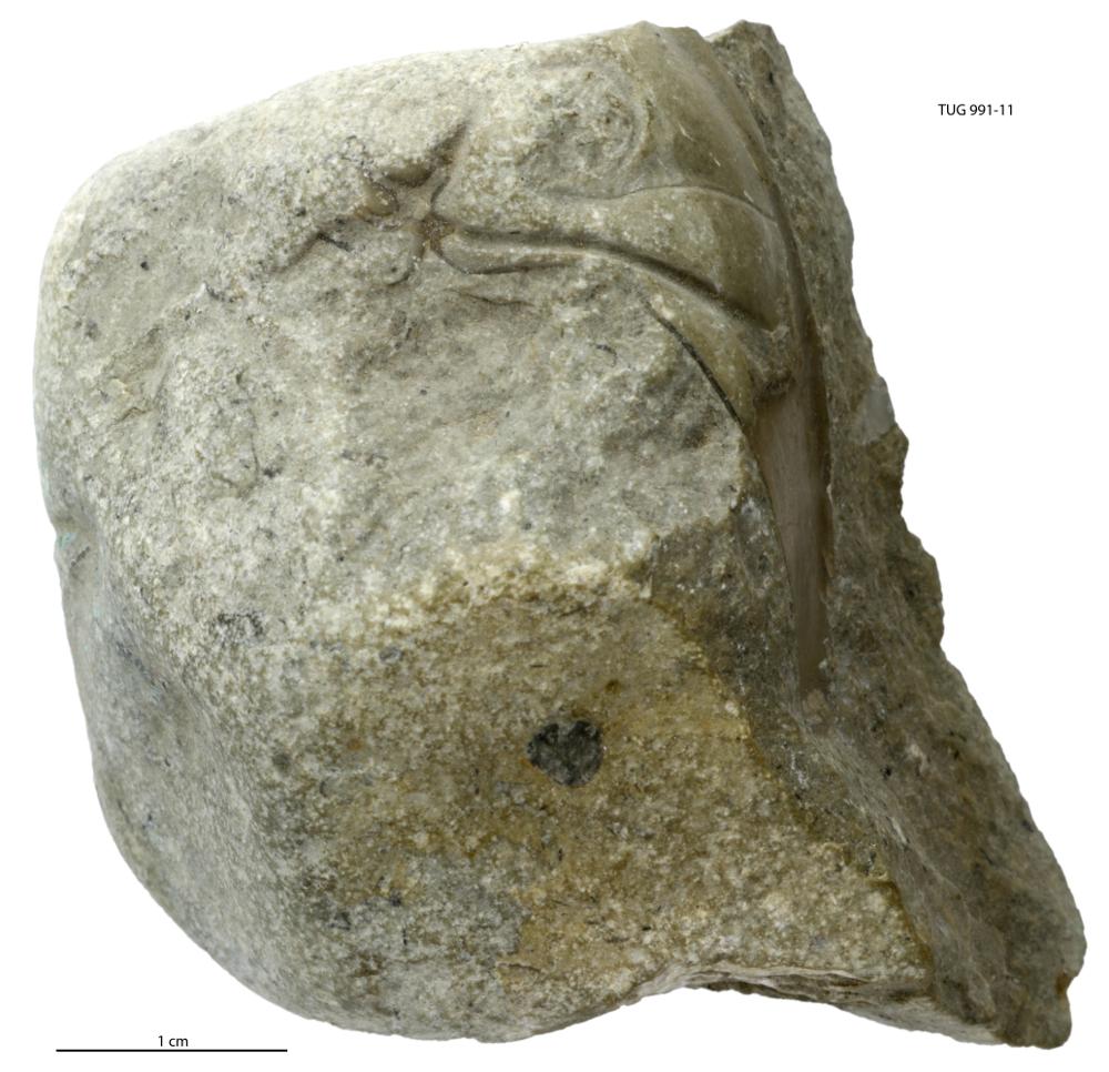 Toxochasmops (Schmidtops) proavus