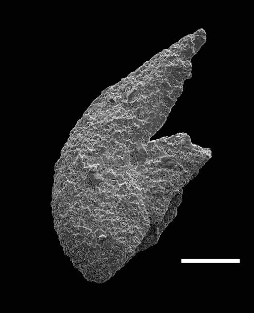 Belodina confluens