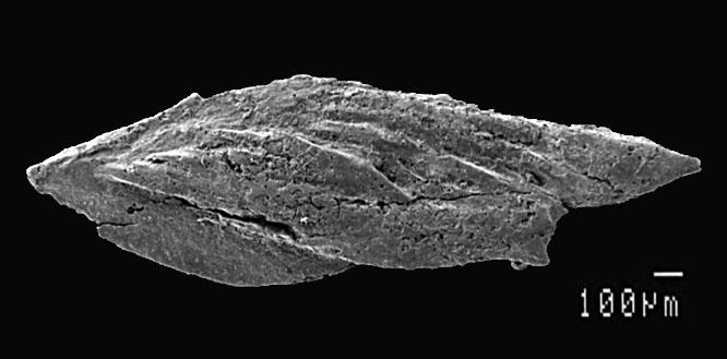 Andreolepis hedei