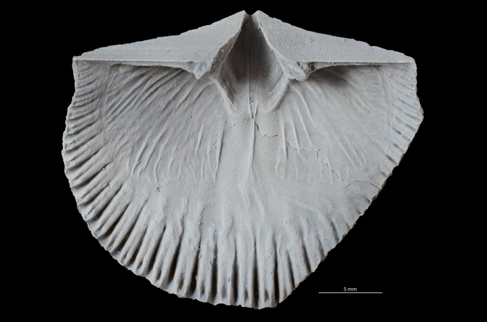Dolerorthis nadruvensis
