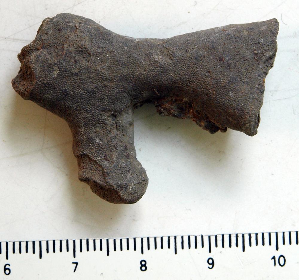 Batostoma fertile
