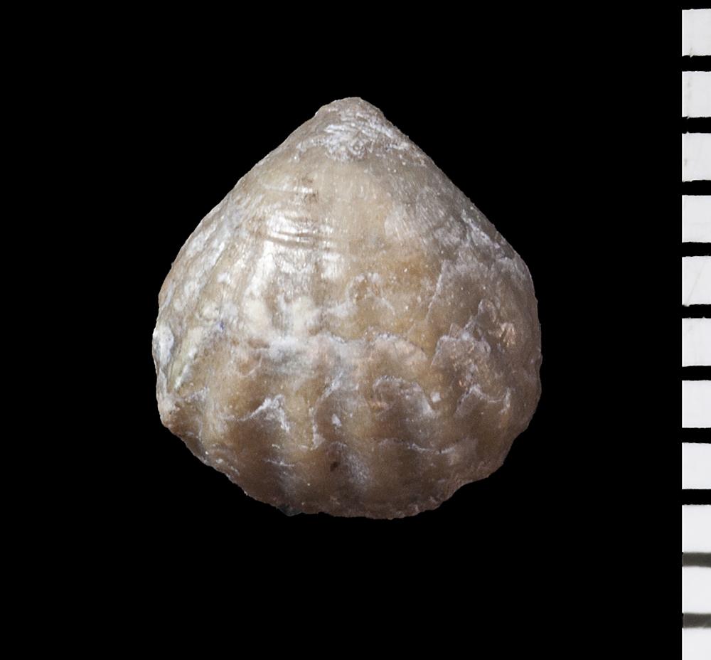 Hemitoechia