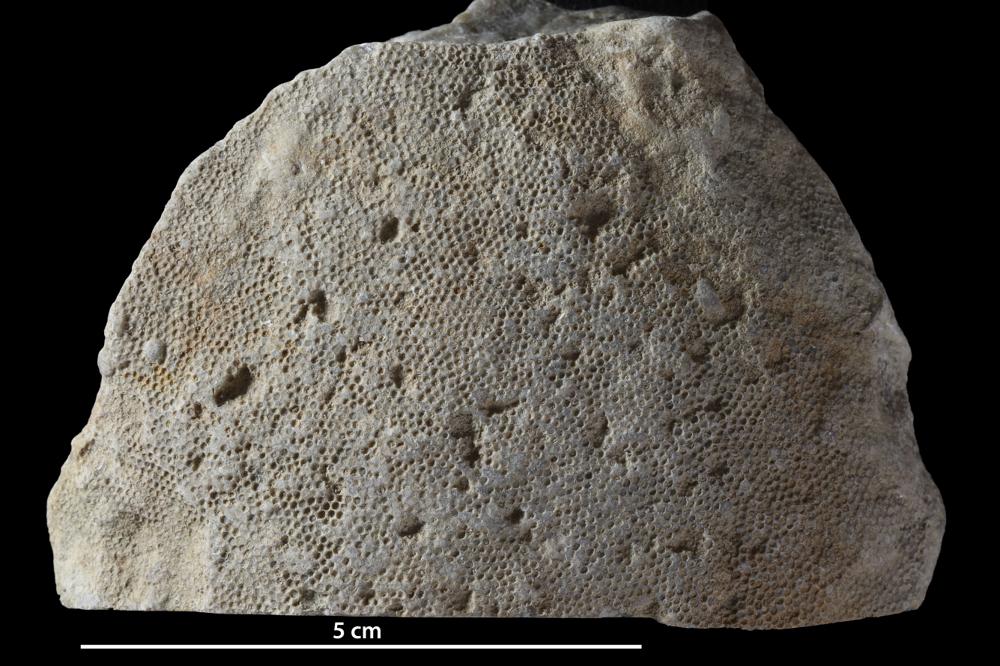 Protoheliolites