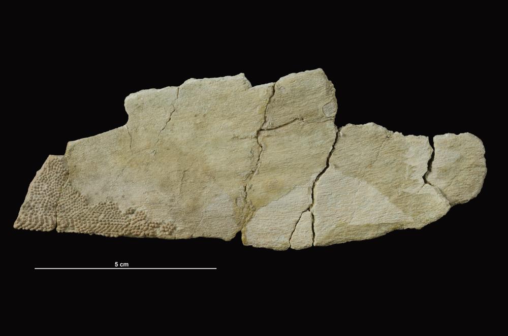 Psammosteus livonicus (Obruchev & Mark-Kurik, 1965), a relative of Psammosteus livonicus — not Psammosteus livonicus itself