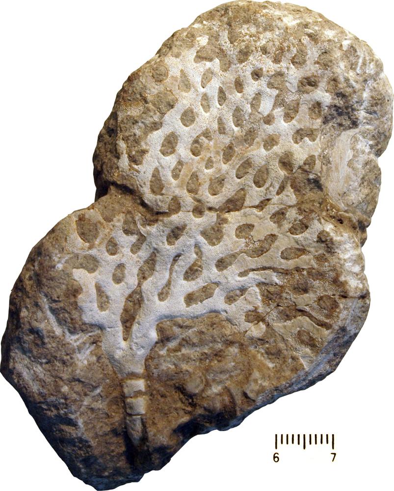 Graptodictya obliqua Bassler, 1911, a relative of Graptodictya obliqua — not Graptodictya obliqua itself