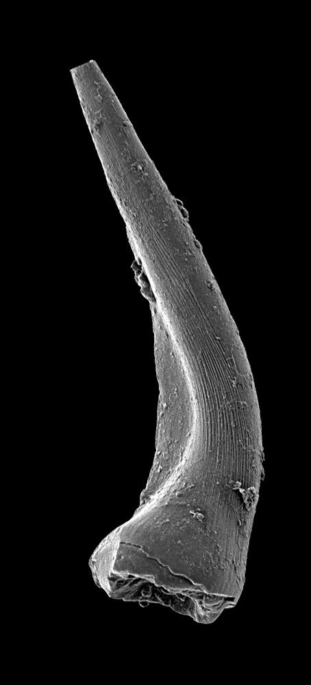Semiacontiodus