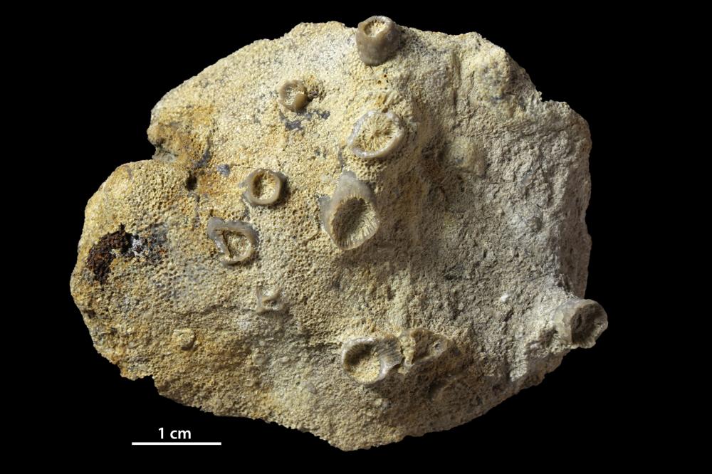 Ceramopora intercellata