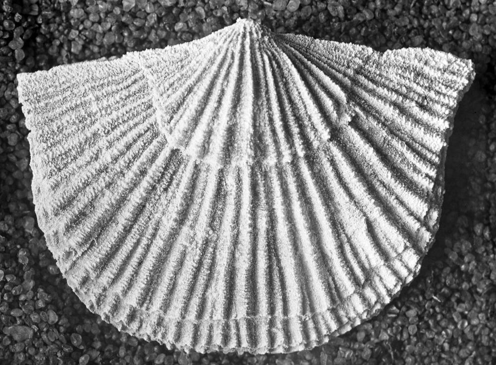 Antigonambonites costatus