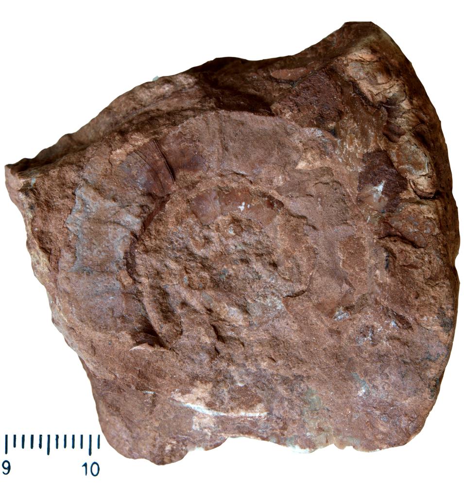 Clymenia (Münster, 1834)