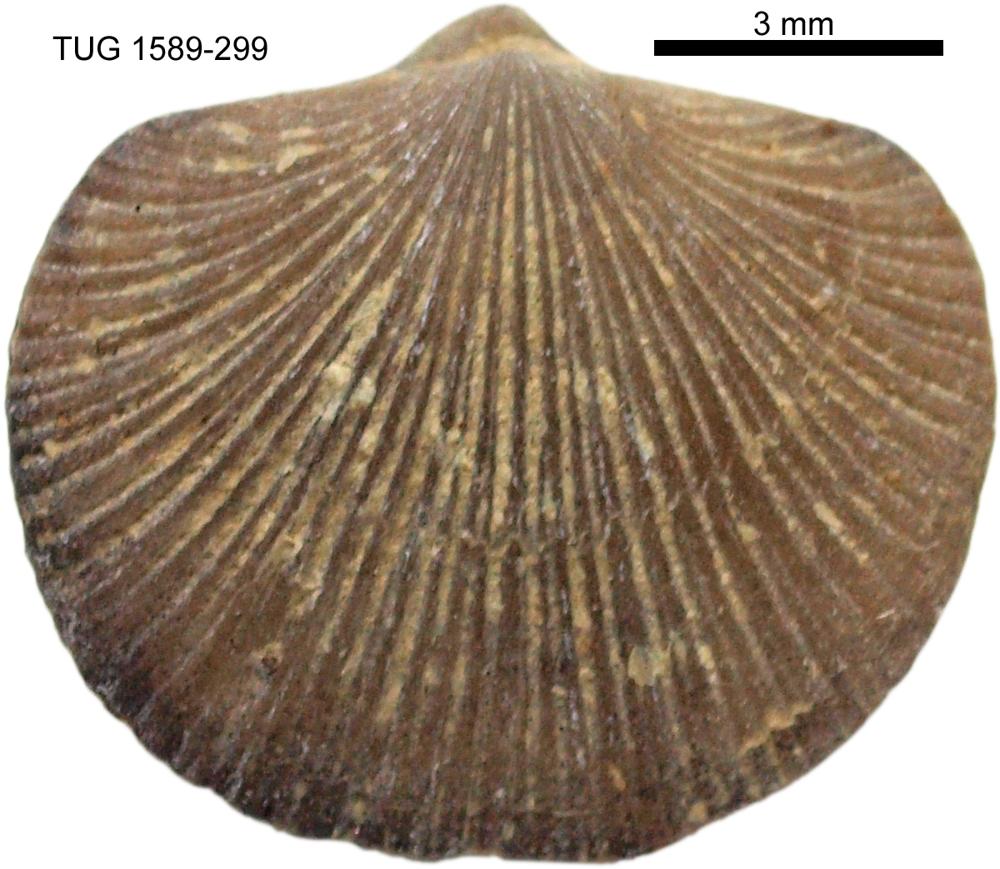 Howellites wesenbergensis