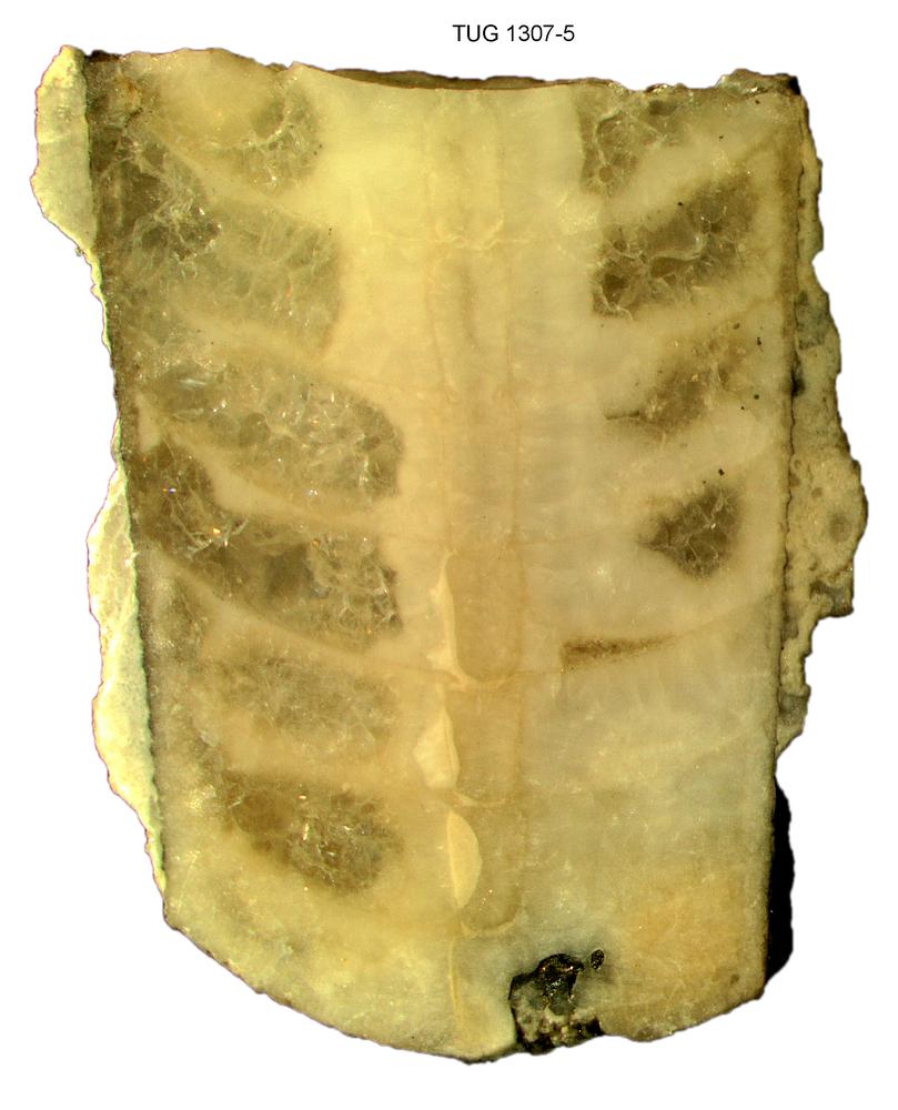 Isorthoceras cavi