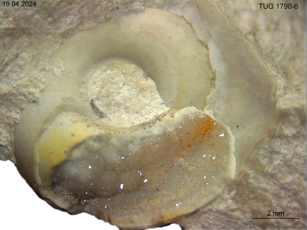 Trochomphalus borkholmiensis