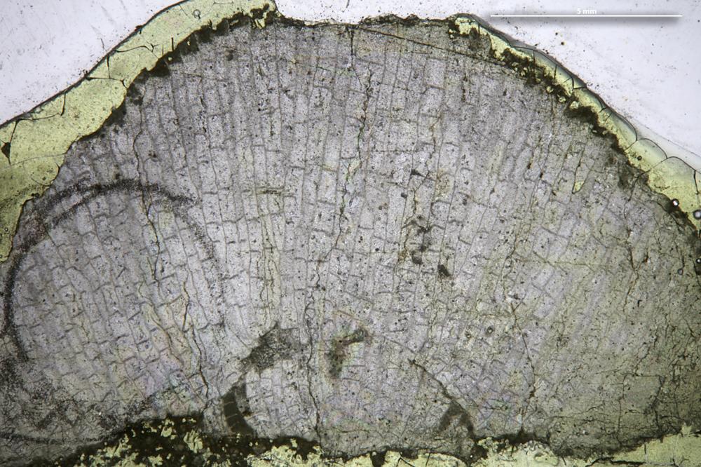 Esthoniopora curvata