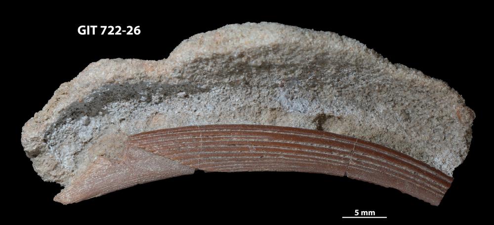 Devononchus