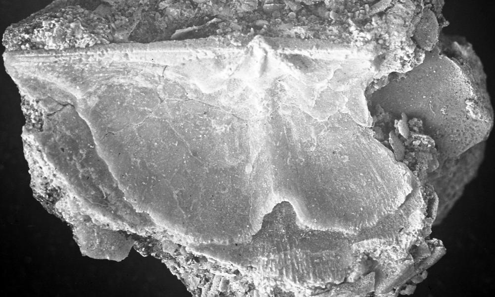 Ahtiella arenaria