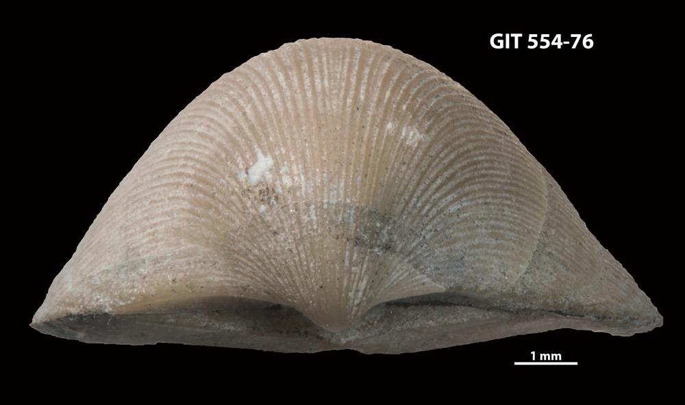 Visbyella pygmae