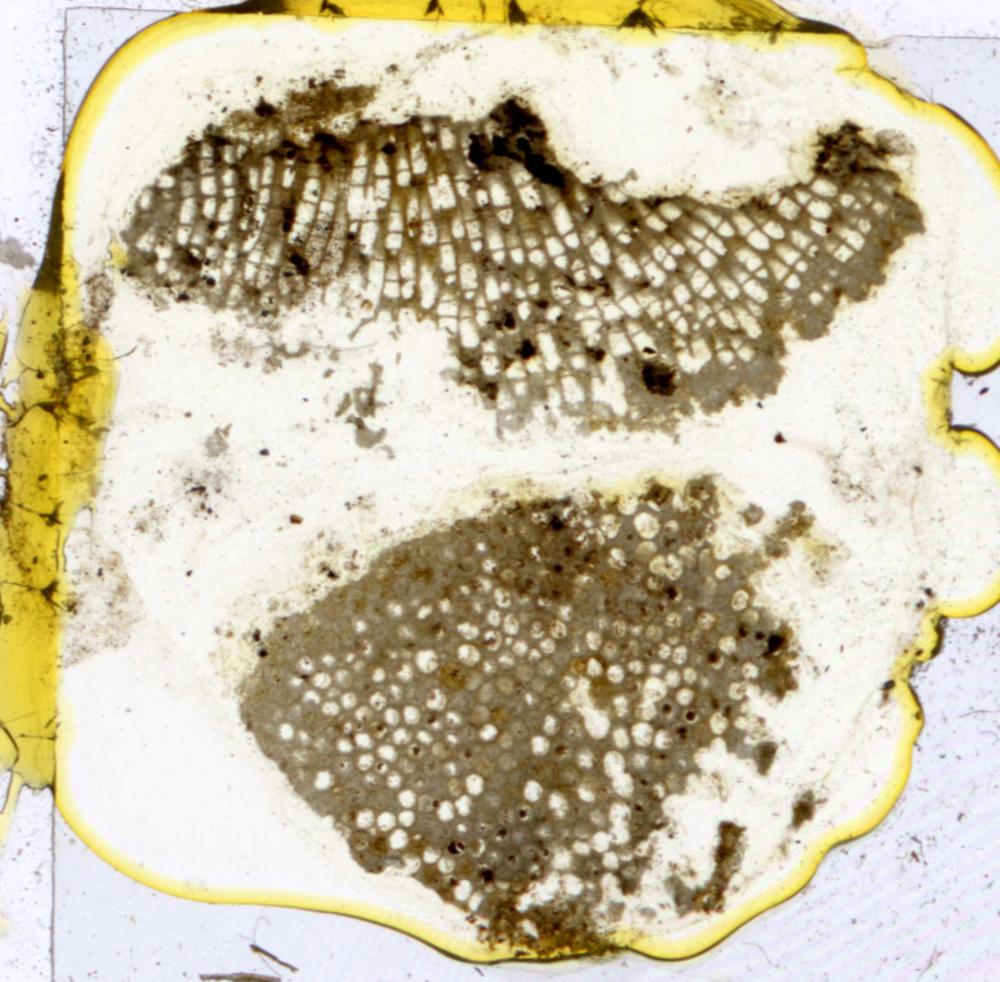 Diplotrypa bicornis