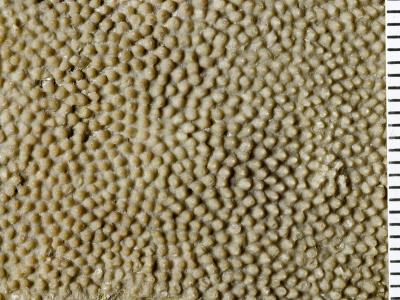 https://files.geocollections.info/large/00/15/001558b4-b0e3-4790-a779-105034cd4a98.jpg