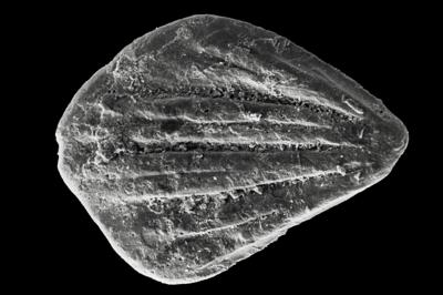 https://files.geocollections.info/large/00/3e/003e15bc-6550-4dd1-8e1d-4958e22e25f6.jpg