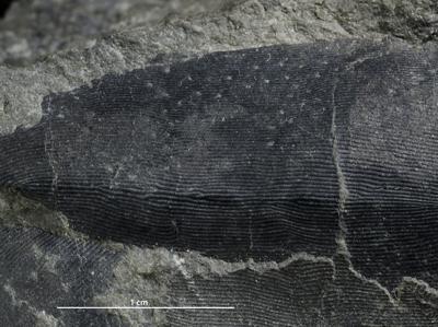 https://files.geocollections.info/large/00/55/00550685-3863-47ed-a4b7-7b984f008b2e.jpg