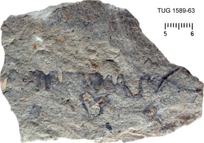 <i></i><br />Keila River, upstream of the waterfall,  m, Lasnamägi Stage