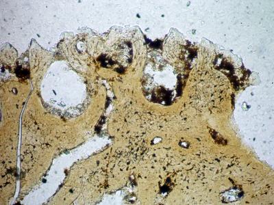 https://files.geocollections.info/large/00/79/00791fc2-c0f5-4bcb-b095-2983bbc6bb1a.jpg