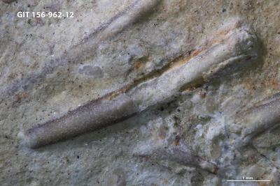 https://files.geocollections.info/large/00/81/00815c09-3a41-4c0b-9838-9c68d2179ff5.jpg