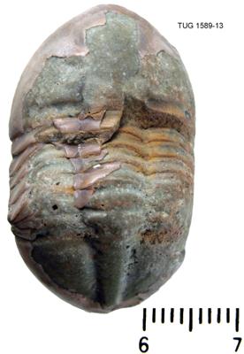 https://files.geocollections.info/large/00/a4/00a48266-941e-4bc6-9c8f-021aca39a443.jpg