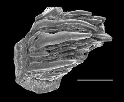 https://files.geocollections.info/large/01/1b/011bb036-99c4-4f10-98d4-17f6fb97e682.jpg