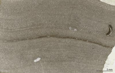 https://files.geocollections.info/large/01/1c/011c26d5-a898-455d-b9be-9a318ba06257.jpg