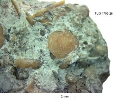 https://files.geocollections.info/large/01/26/0126a78a-d386-423c-9ac1-1ca9adc4836a.jpg