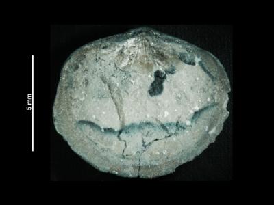 https://files.geocollections.info/large/01/40/01407193-6197-4bad-86ce-a38f26dc60d1.jpg