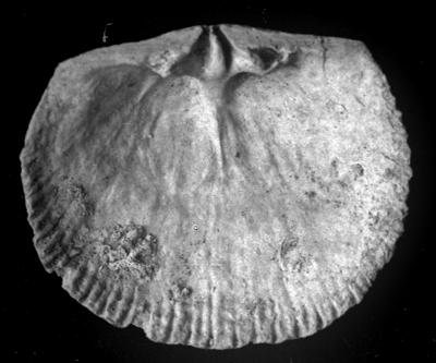 https://files.geocollections.info/large/01/67/01674dff-f85e-4c01-94f3-9cc4377aca82.jpg