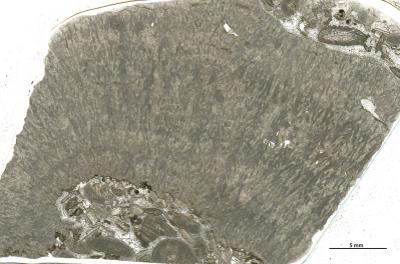 https://files.geocollections.info/large/01/71/0171308f-b0b4-4c31-a878-79b13be8fba6.jpg