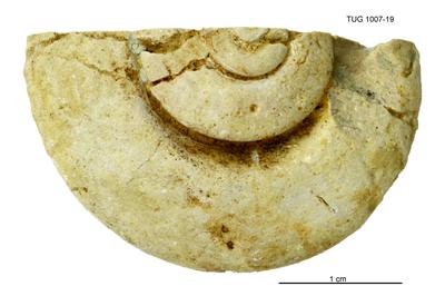 https://files.geocollections.info/large/01/a6/01a61d64-0d11-4e5d-9bf4-4d1ff6fc2b65.jpg