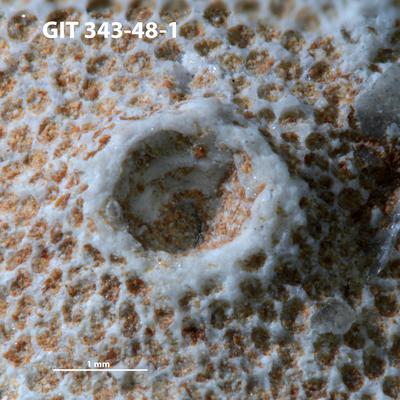 https://files.geocollections.info/large/01/b5/01b5db93-ed91-41f2-a332-eda75c5aa934.jpg