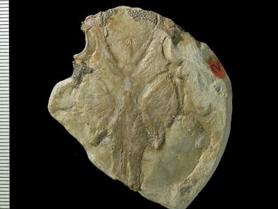 https://files.geocollections.info/large/01/cc/01cc61c1-d718-48db-9557-23169eb6c87e.jpg