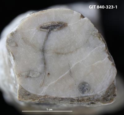 <i>Trypanites isp.</i><br />Hosholm, tower outcrop,  m, Pirgu Stage