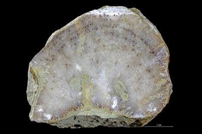 <i>Sanctum? isp.</i><br />Sõmeru,  m, Keila Stage