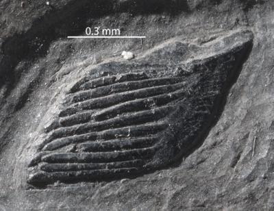https://files.geocollections.info/large/01/fc/01fc6b85-988d-48df-b500-19349008f074.jpg