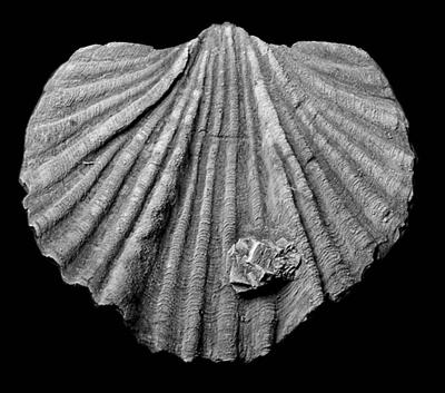 https://files.geocollections.info/large/02/14/02143de6-b123-41ca-9a89-14e4325cfbb9.jpg